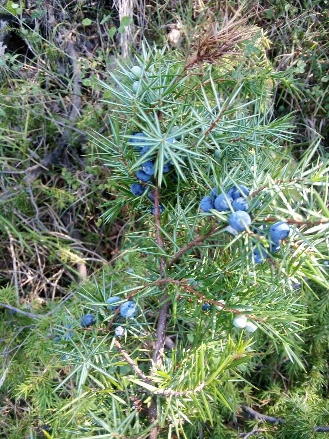 B&B Ca'Del Grillo Sant'Andrea  ภายนอก รูปภาพ